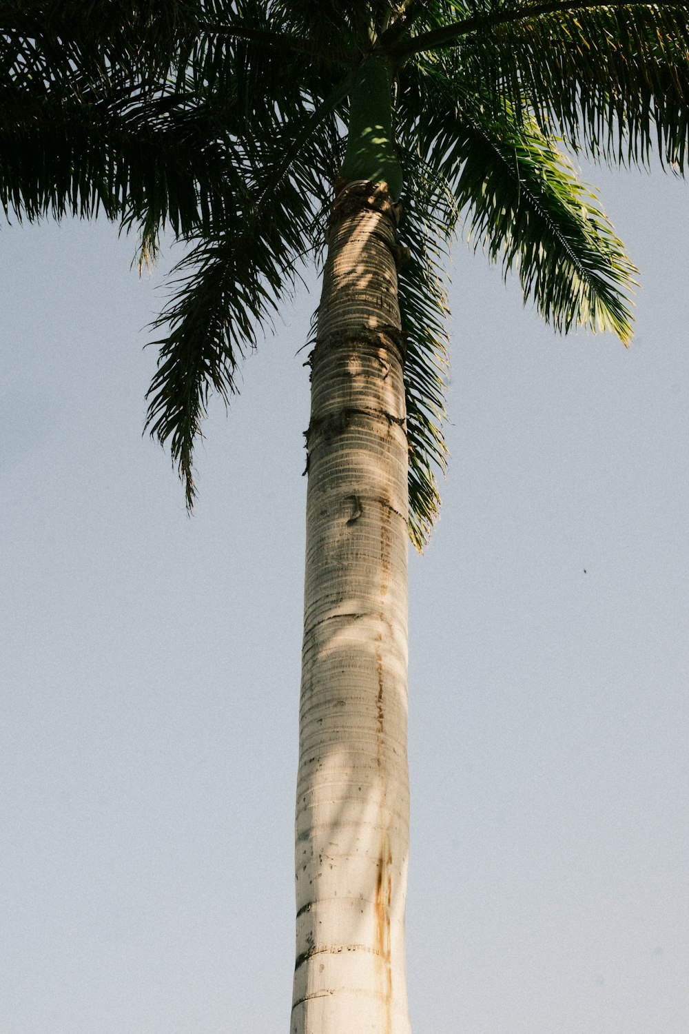 a tall palm tree with a blue sky in the background