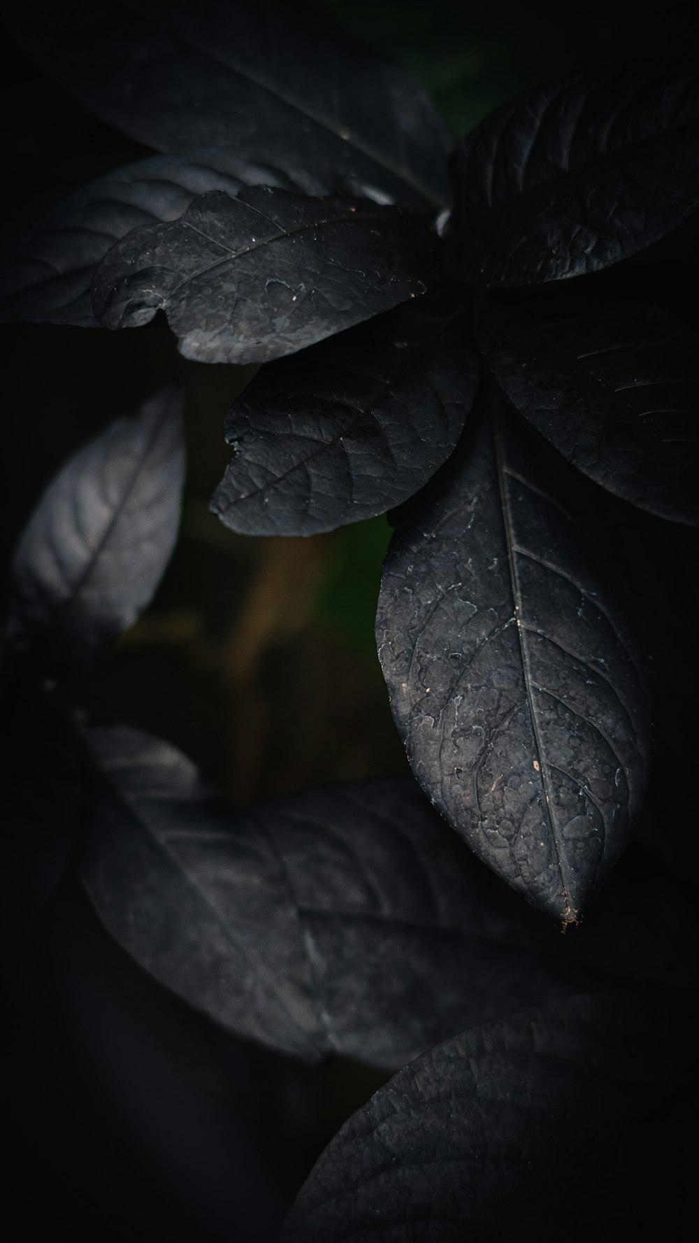 Un primer plano de una hoja en un árbol