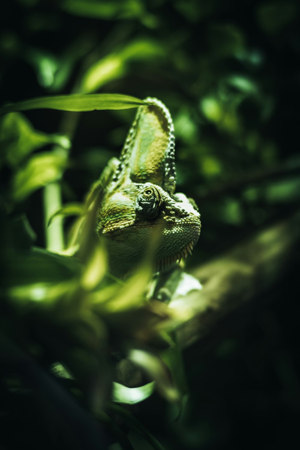 a green lizard sitting on top of a tree branch