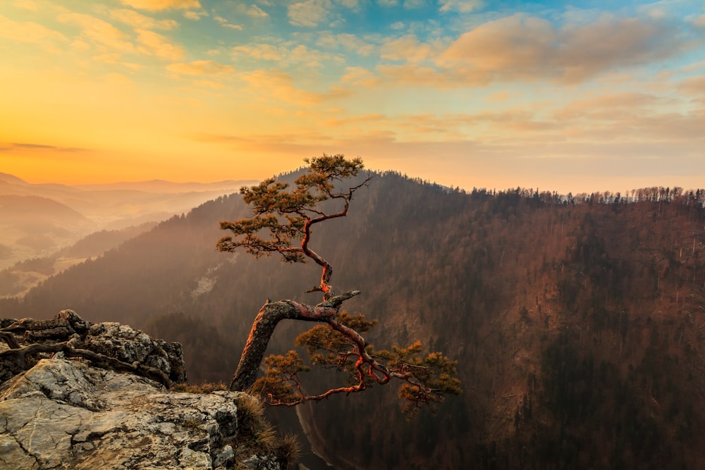 a lone tree on top of a mountain at sunset