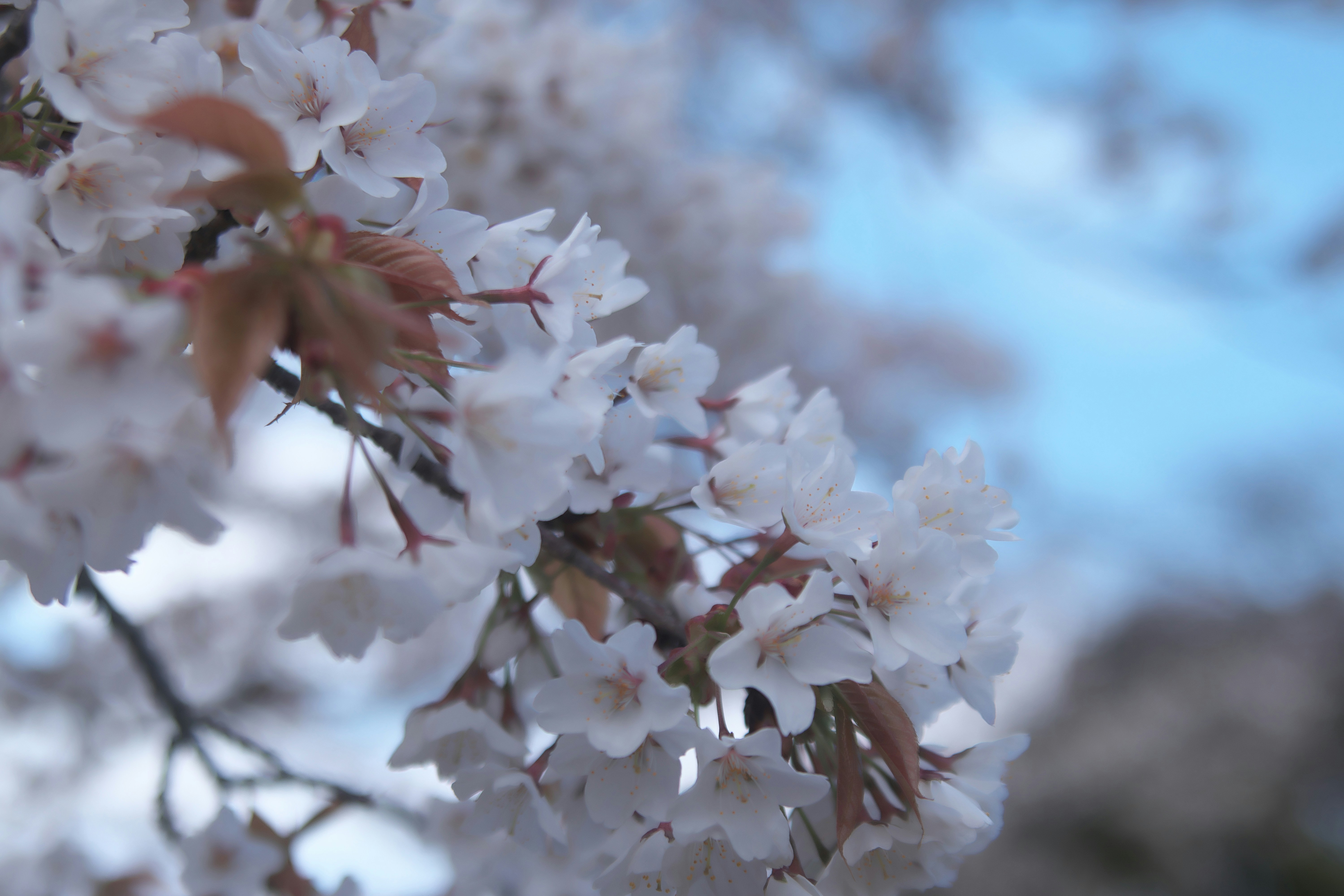 Photo by seichirochan