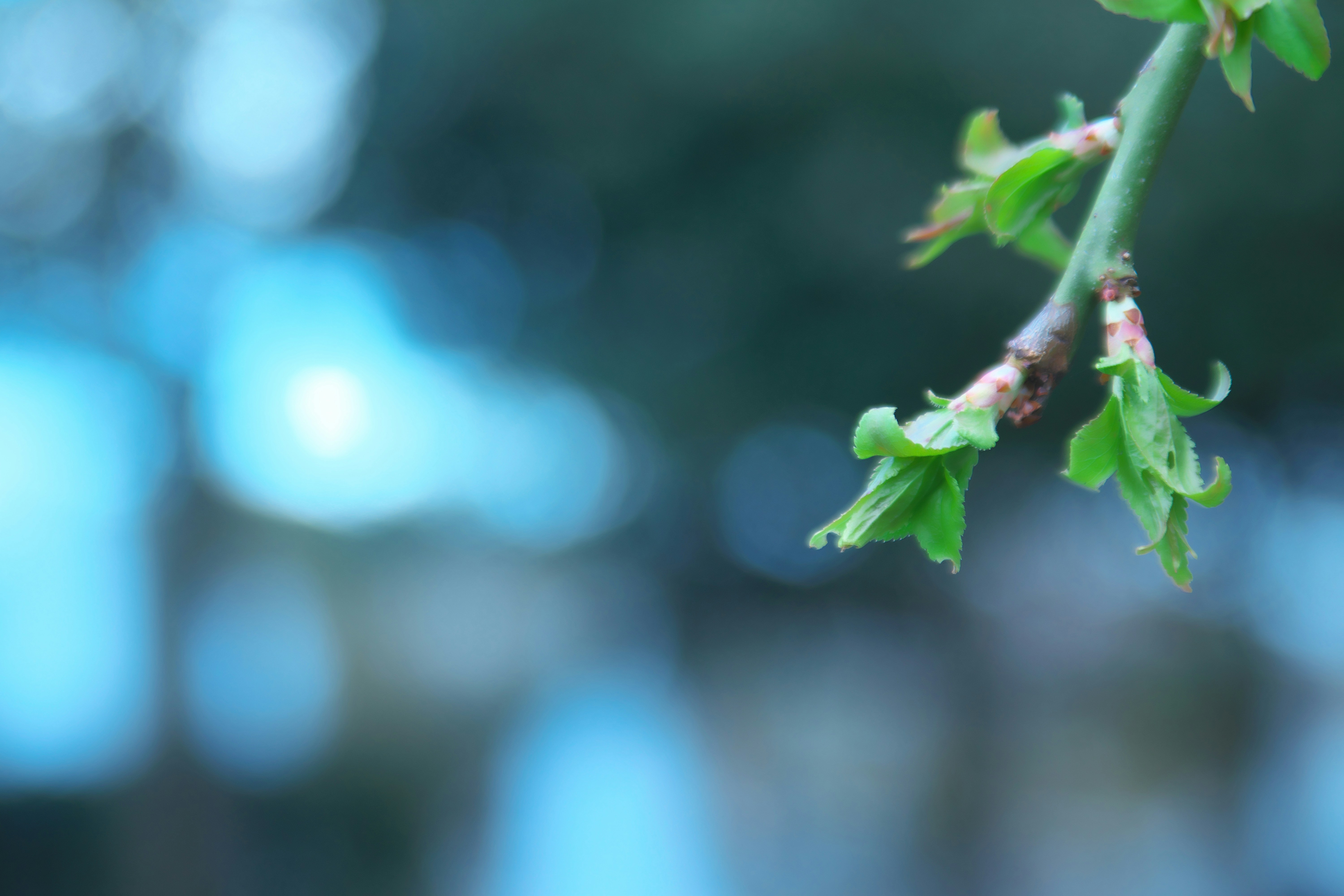 Photo by seichirochan