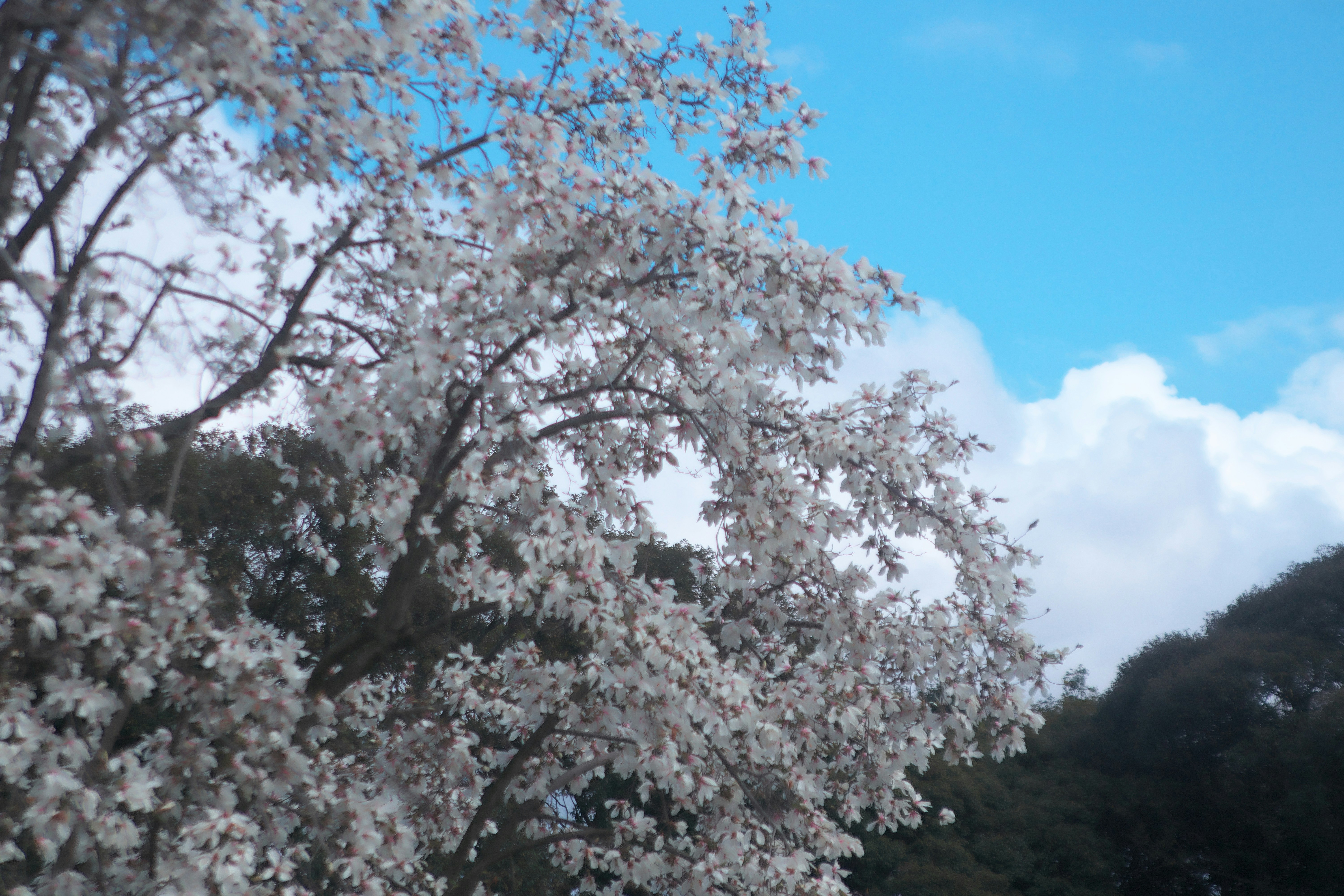 Photo by seichirochan