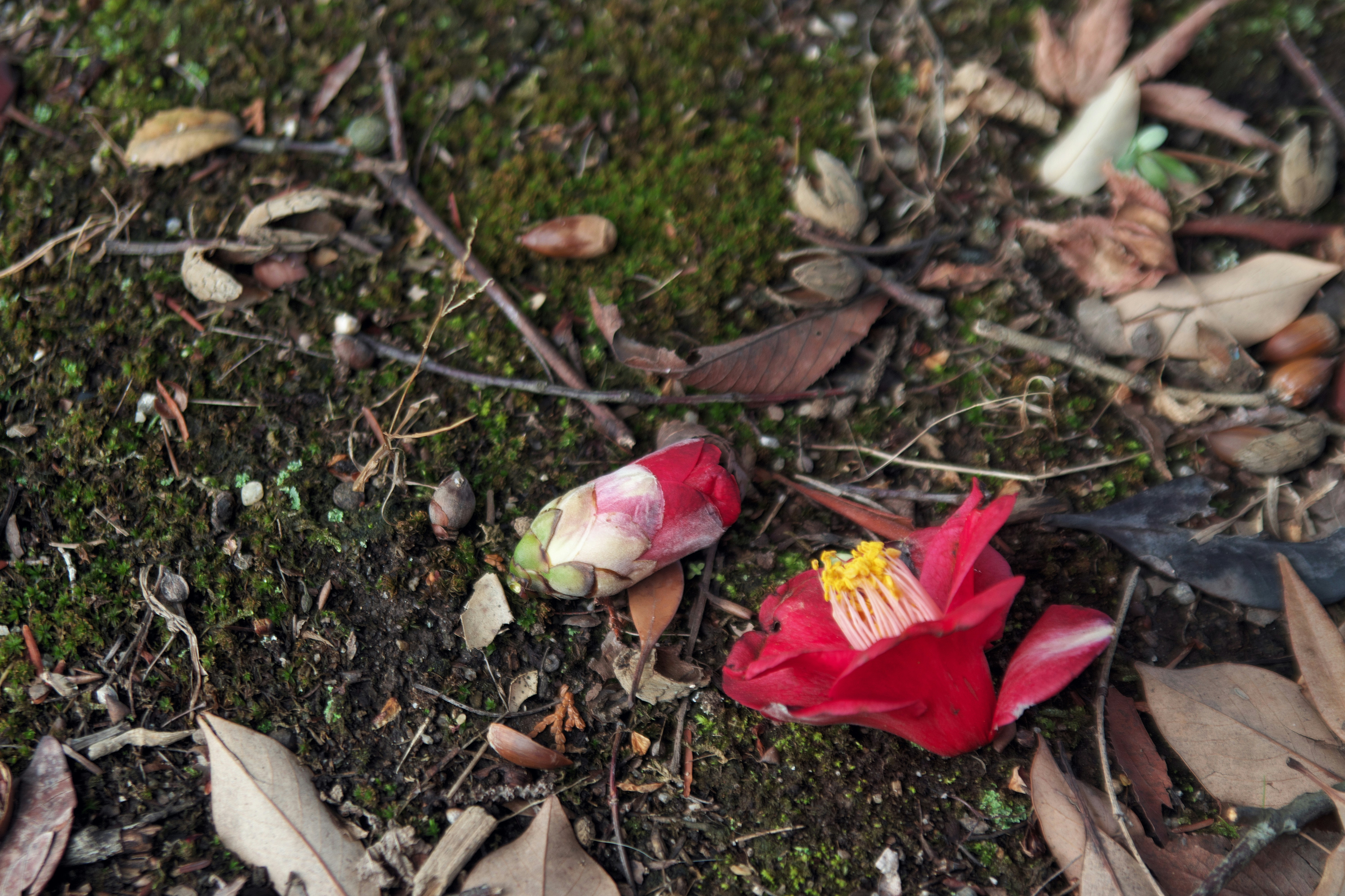 Photo by seichirochan