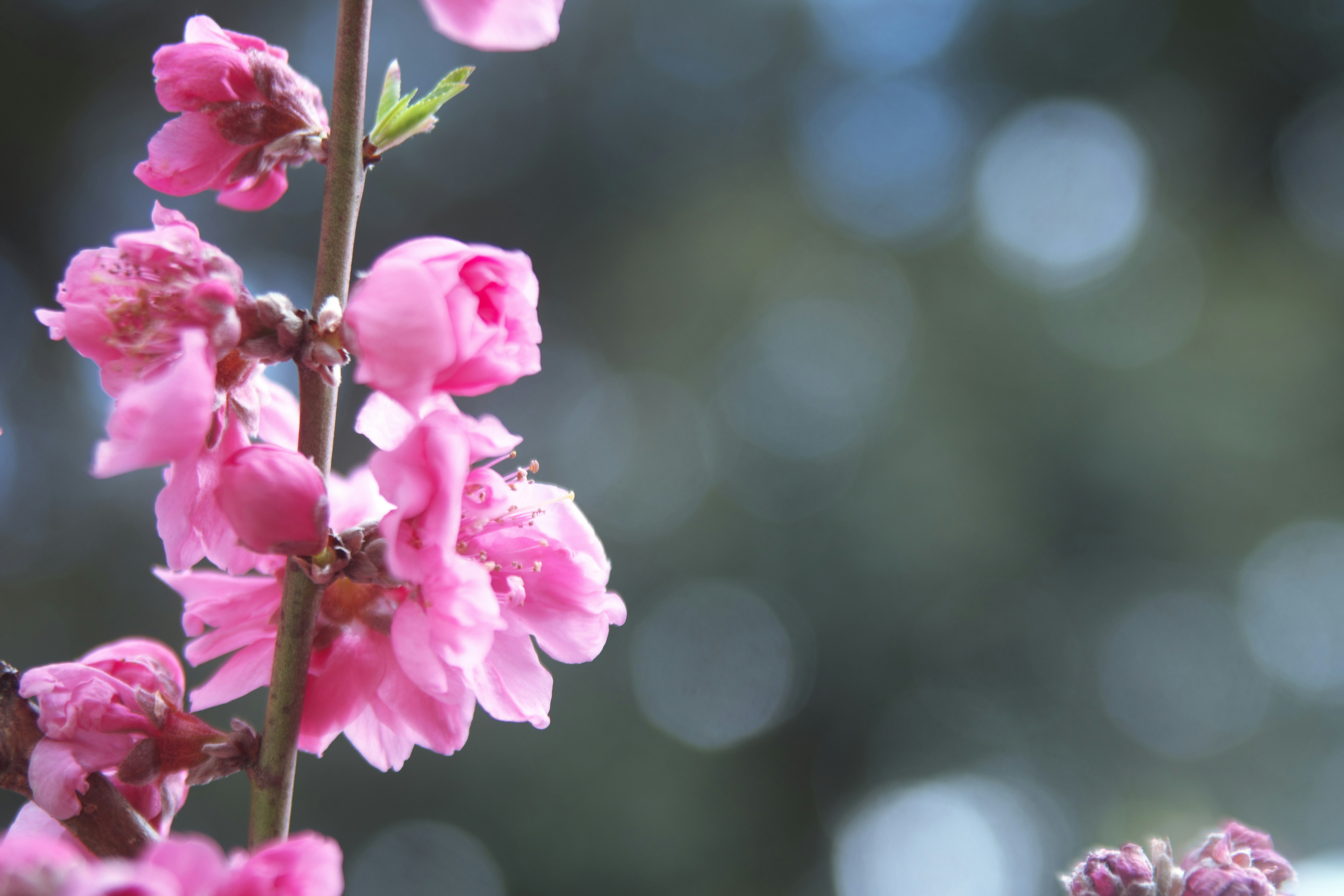 Photo by seichirochan