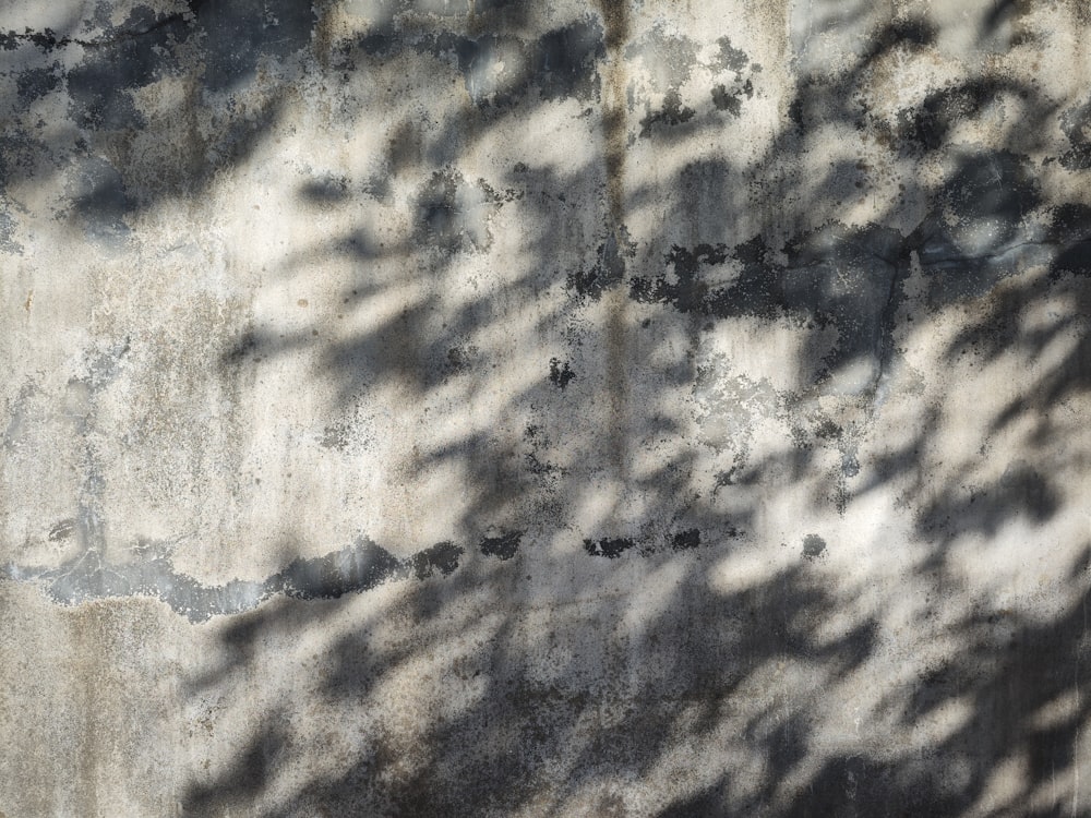 콘크리트 벽에 있는 나무의 그림자