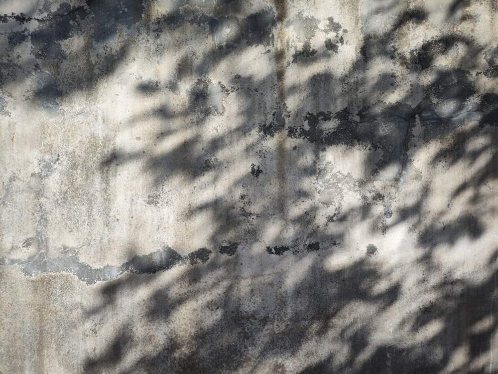 the shadow of a tree on a concrete wall