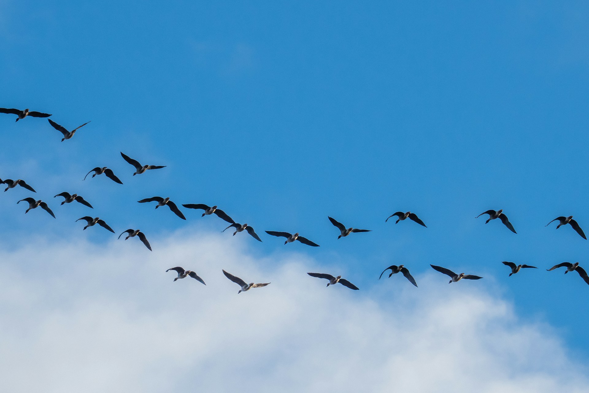 a flock of birds flying through a blue sky