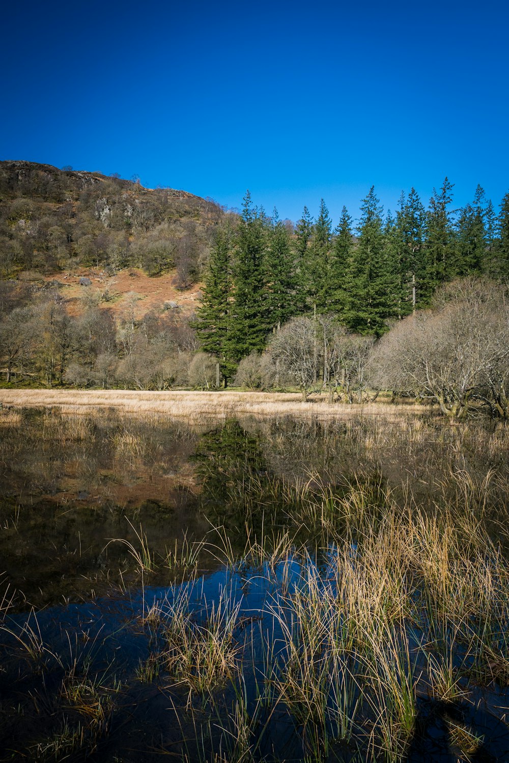 uno specchio d'acqua circondato da una foresta