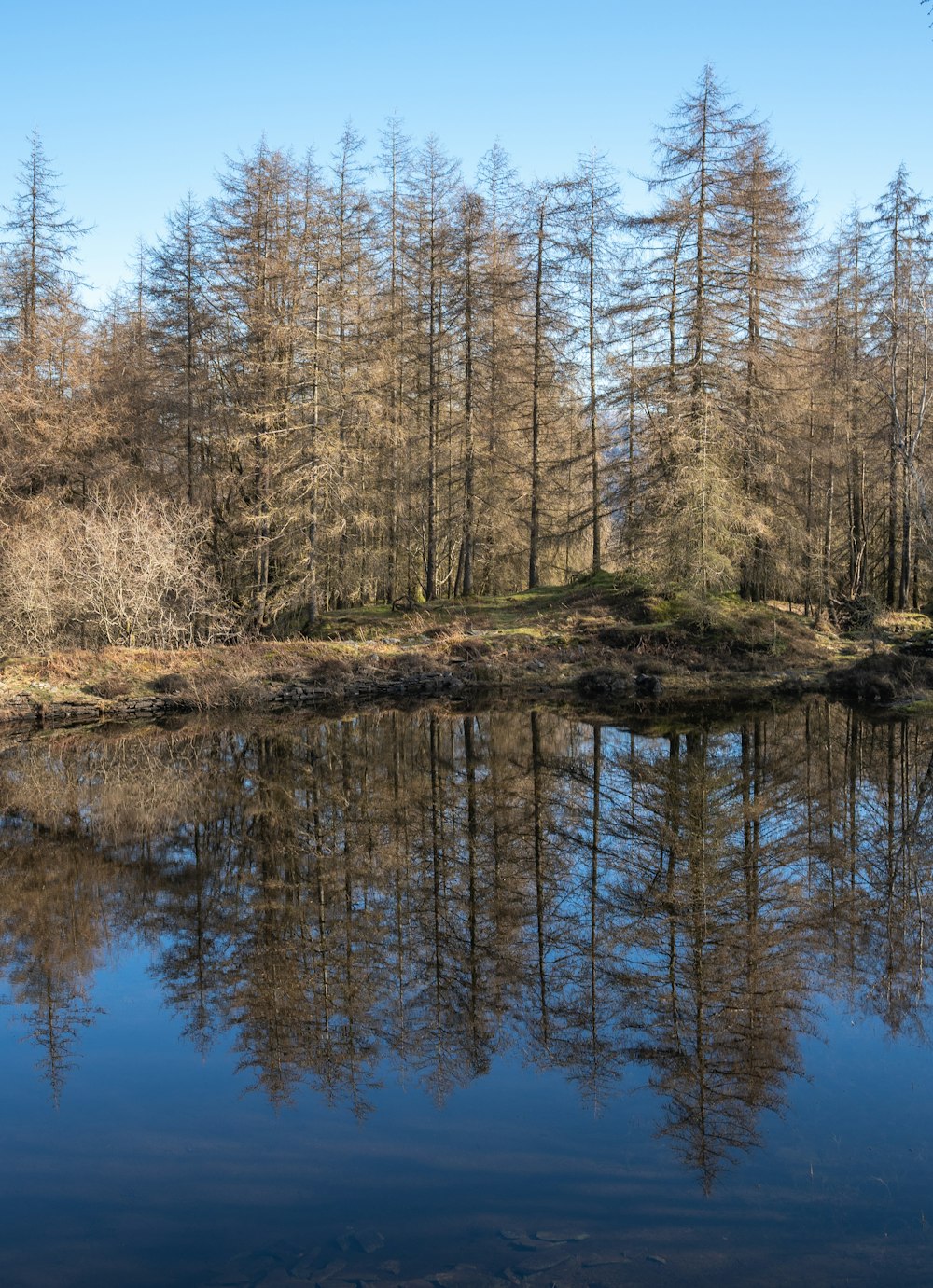 uno specchio d'acqua circondato da molti alberi