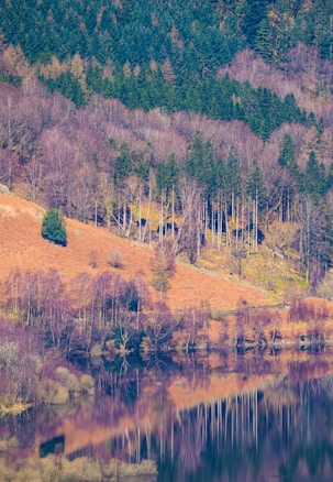 A serene landscape featuring a densely wooded hillside with a variety of trees transitioning from green to earthy tones. In the foreground, a calm body of water perfectly mirrors the trees and their colors, creating a striking reflection. The scene conveys a feel of tranquility and the changing seasons.