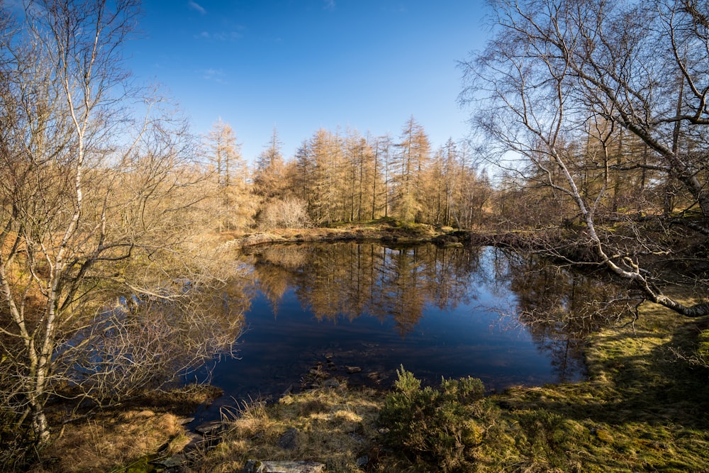 a small lake surrounded by trees and grass