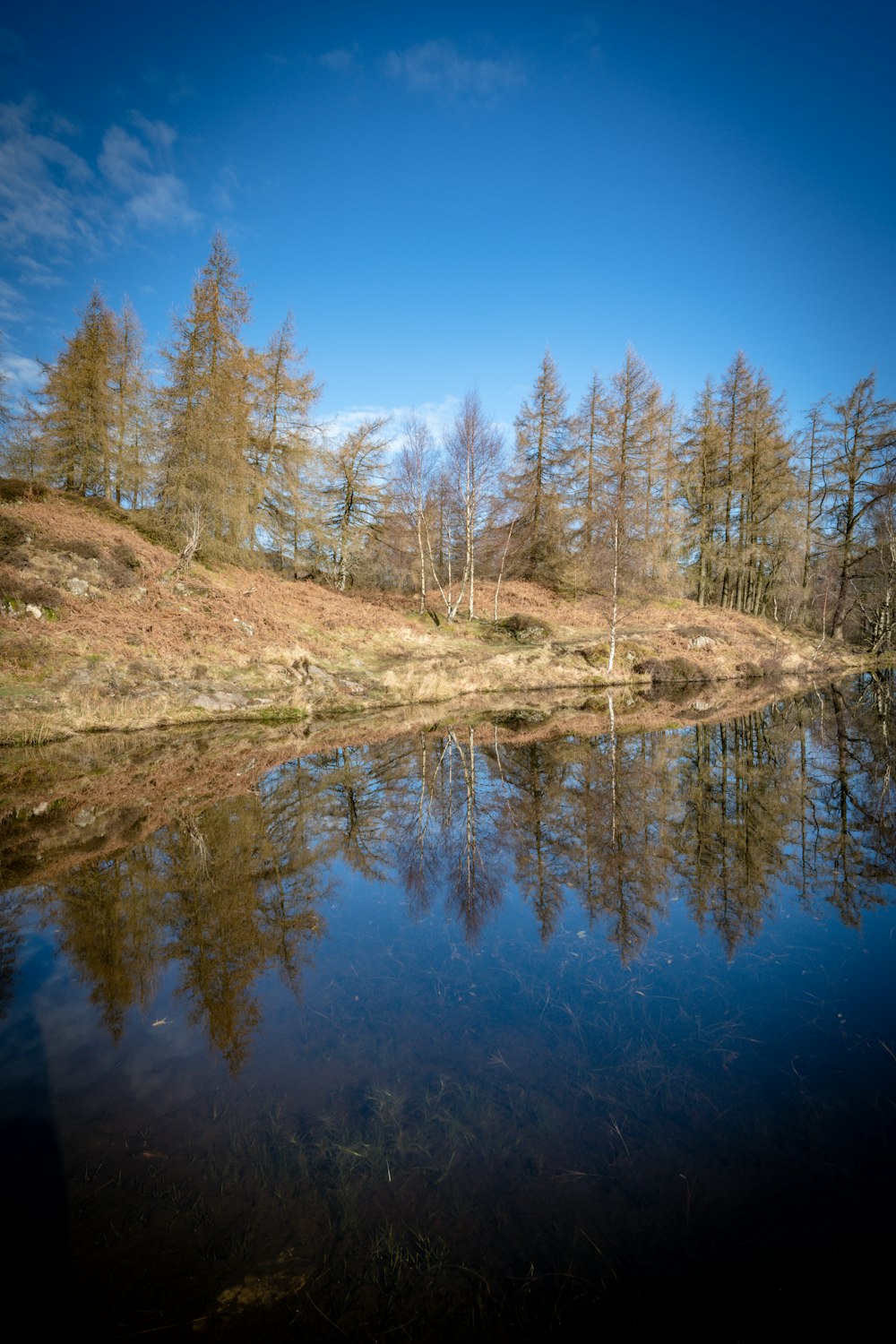 uno specchio d'acqua circondato da alberi ed erba