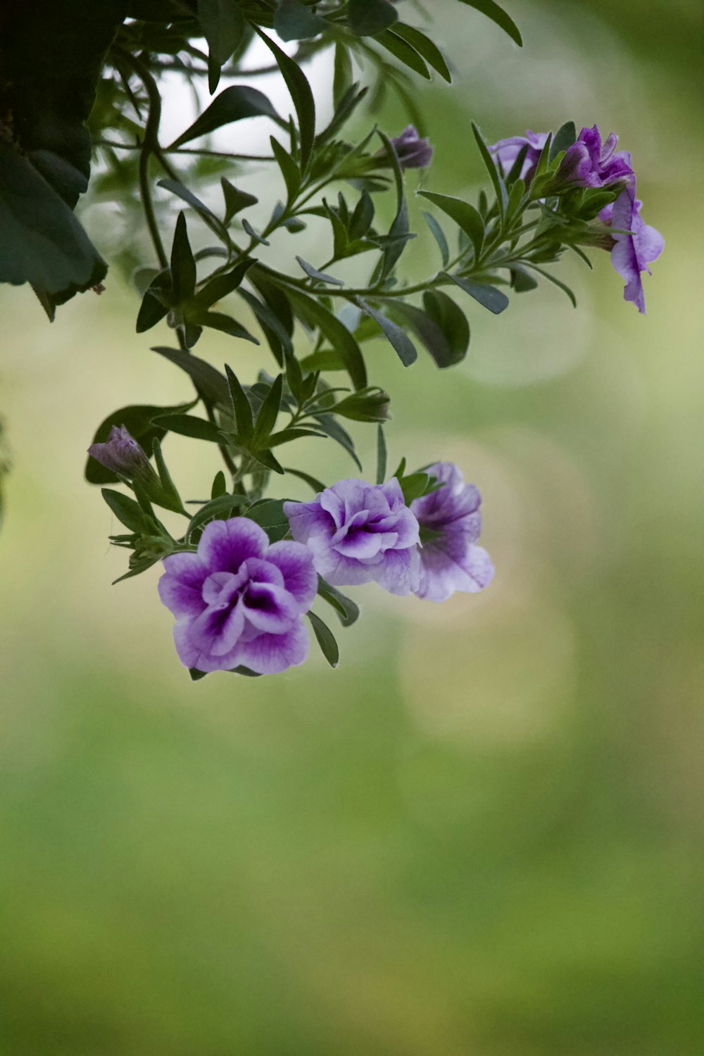 Un bouquet de fleurs violettes suspendues à un arbre