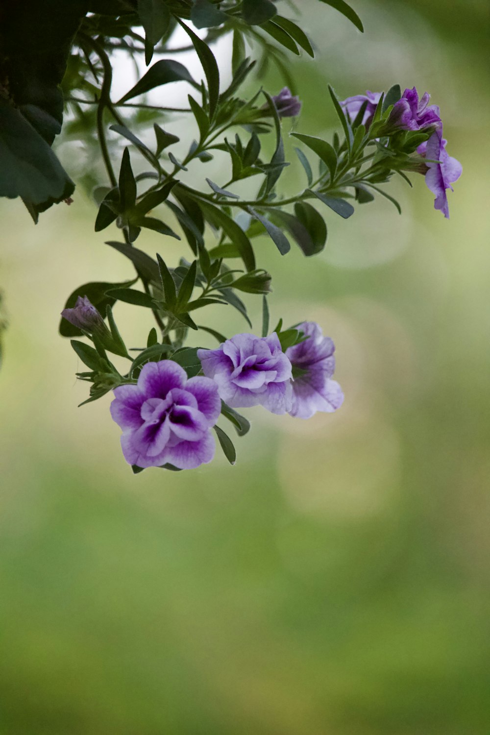 a bunch of purple flowers hanging from a tree