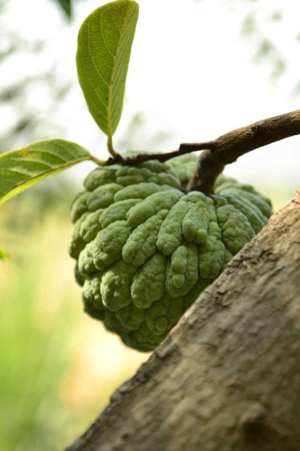 a close up of a fruit on a tree branch