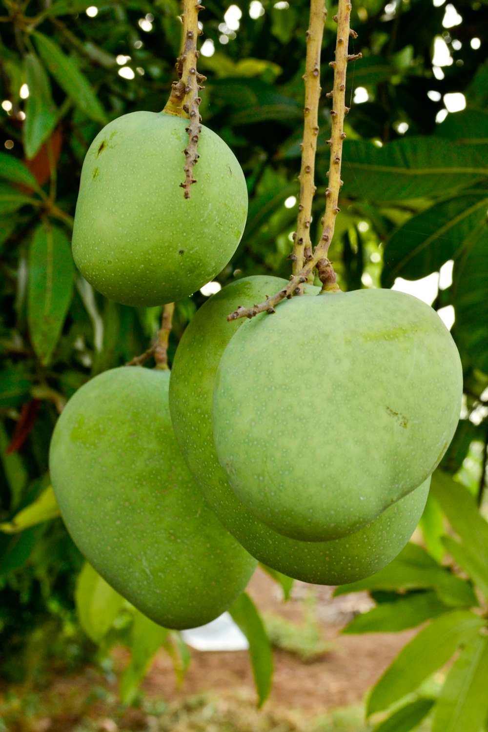 a bunch of green fruit hanging from a tree