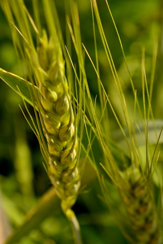 a close up of a plant with green leaves