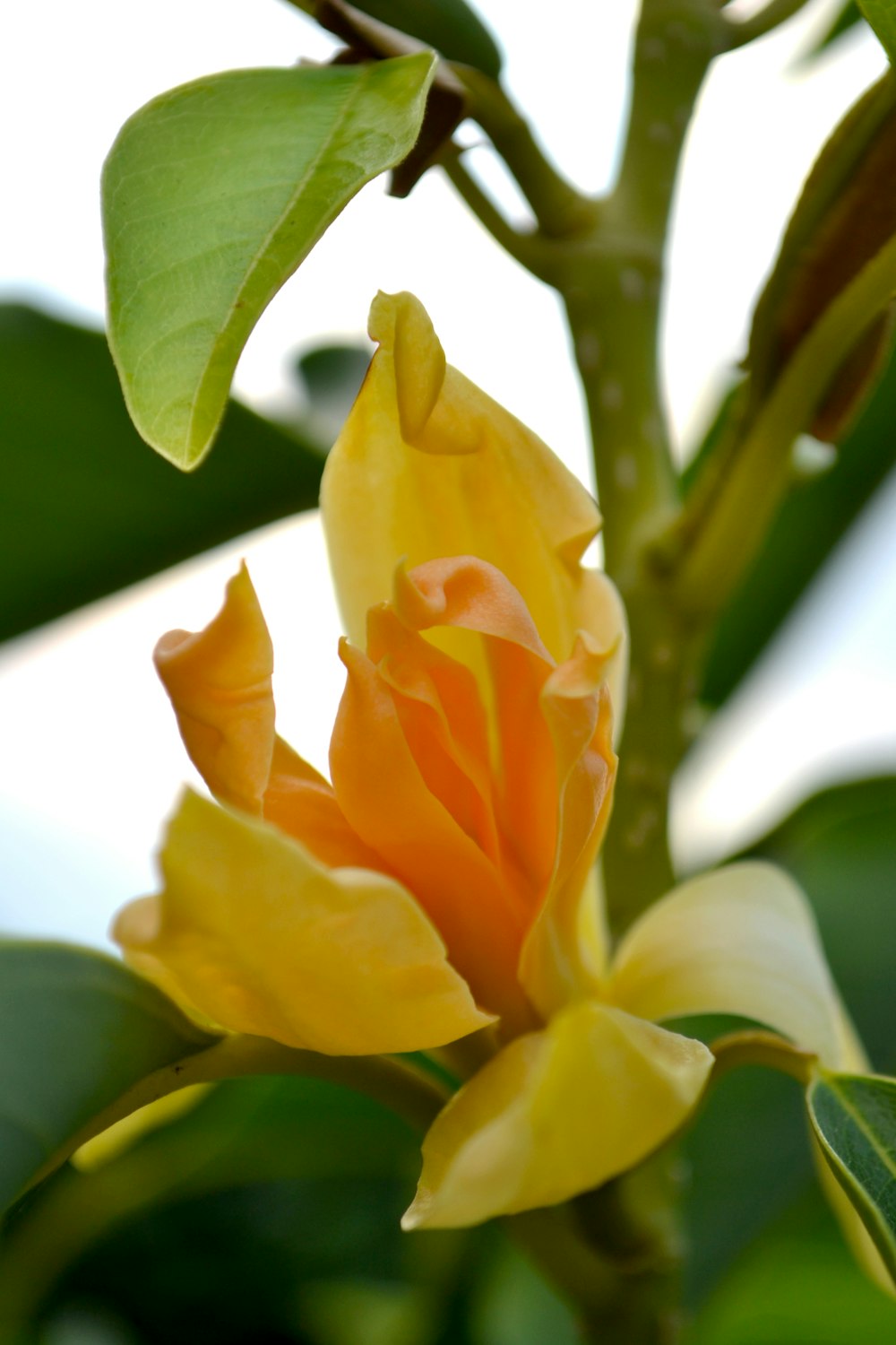 a close up of a flower on a tree