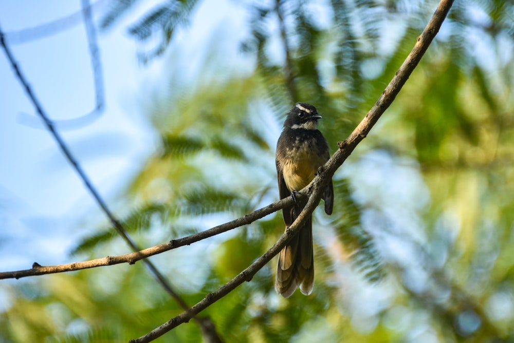 a bird sitting on a branch of a tree