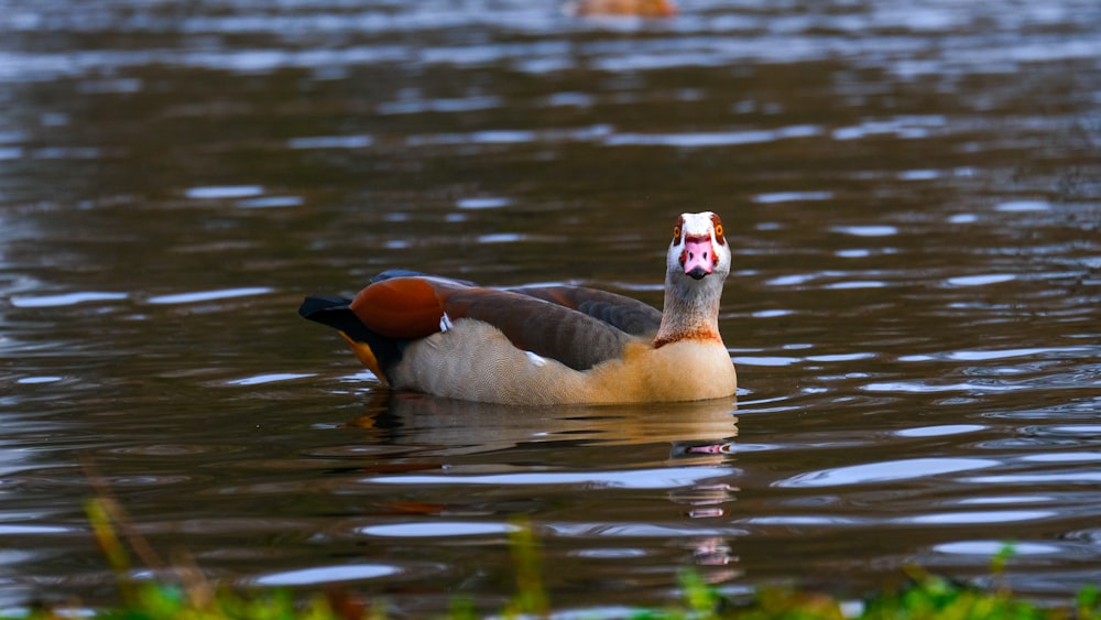 a duck floating on top of a body of water