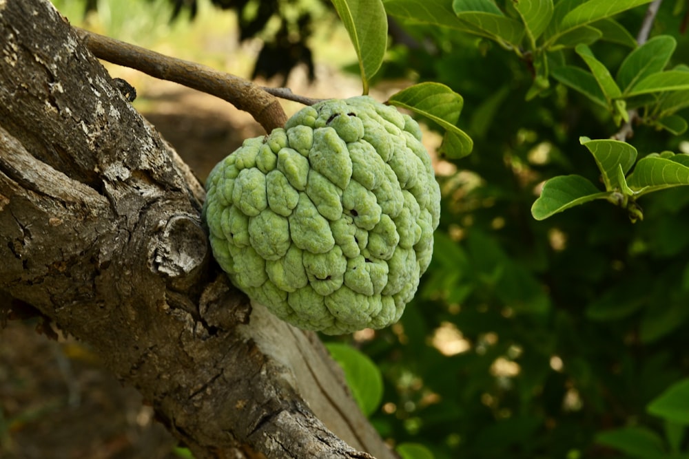 Una palla verde di frutta appesa a un ramo di un albero