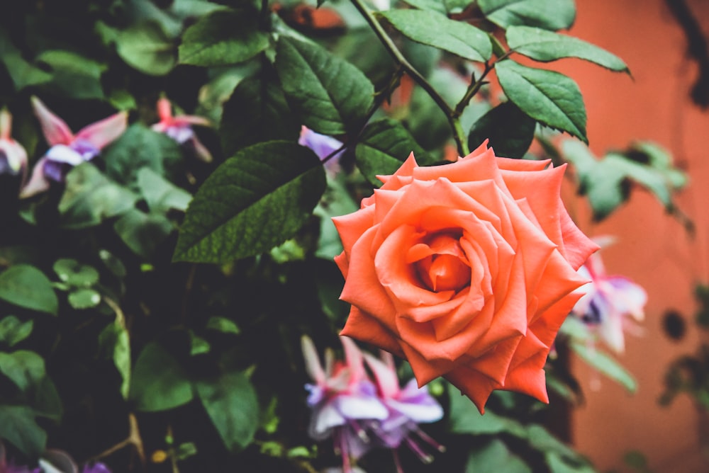 a close up of an orange rose surrounded by flowers