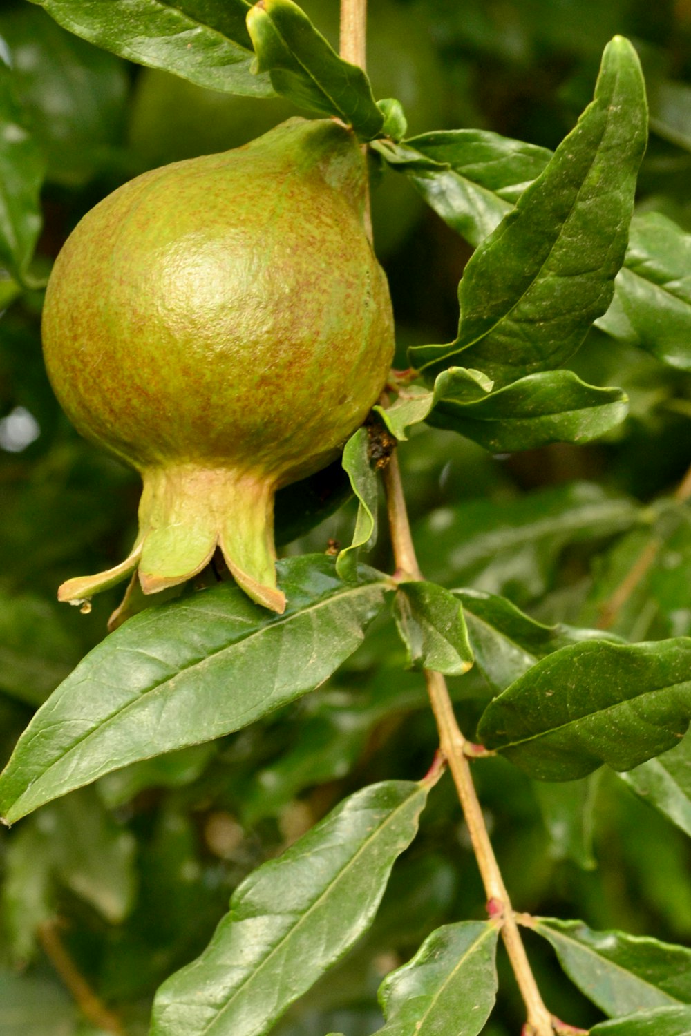 a close up of a fruit on a tree branch