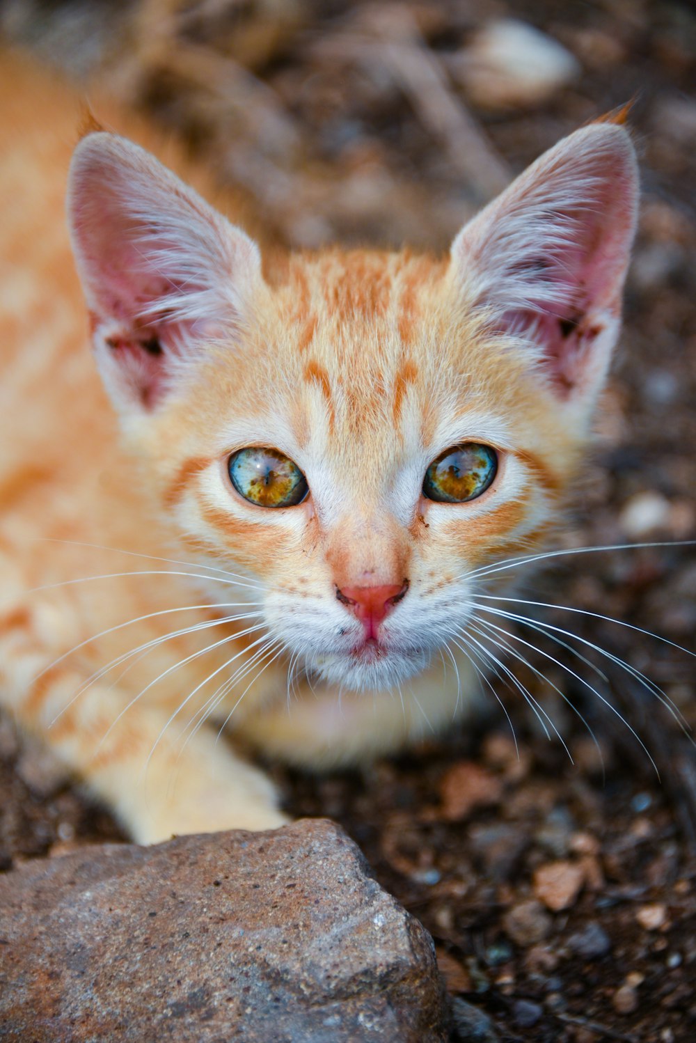 a small orange kitten sitting next to a rock