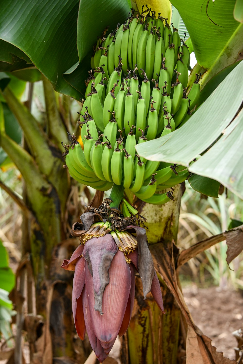 a bunch of green bananas hanging from a tree