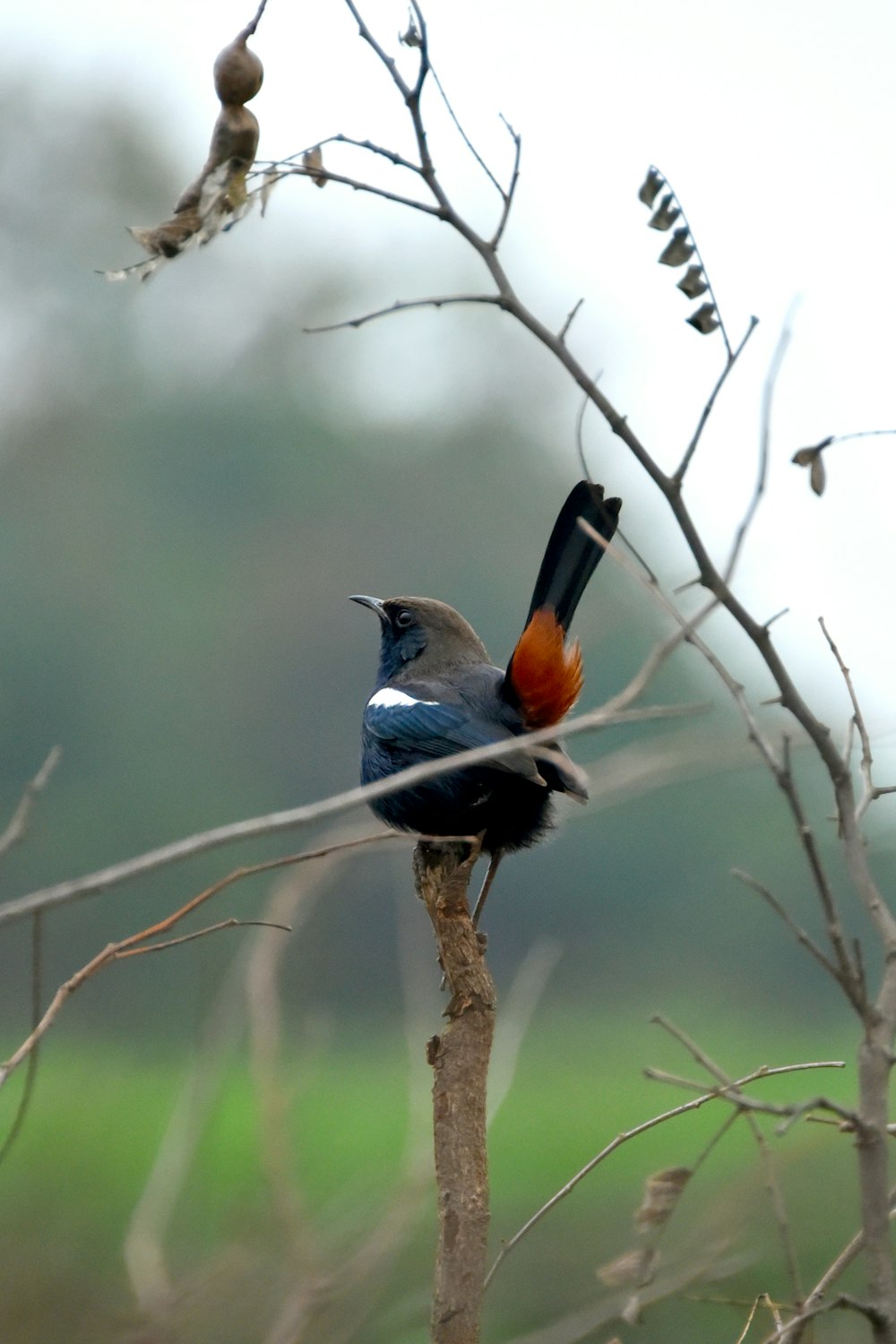 a bird sitting on a branch in a tree