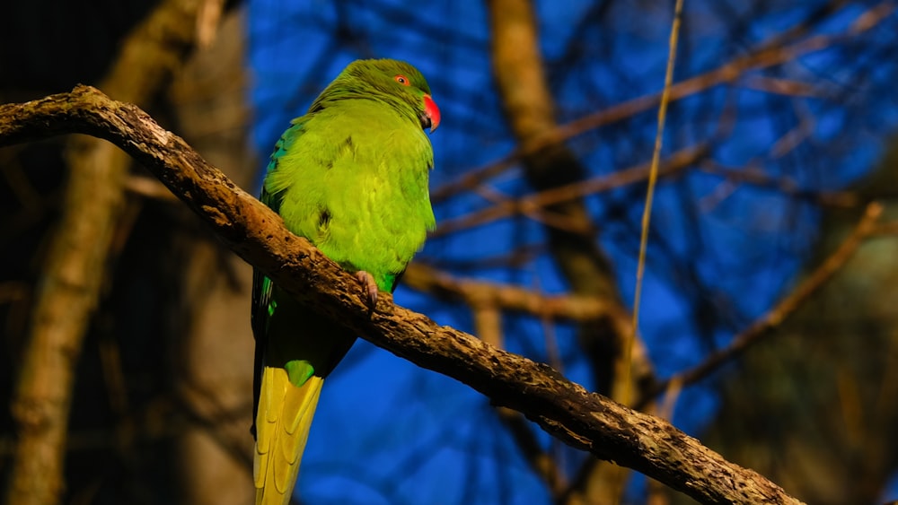 a green bird perched on a tree branch