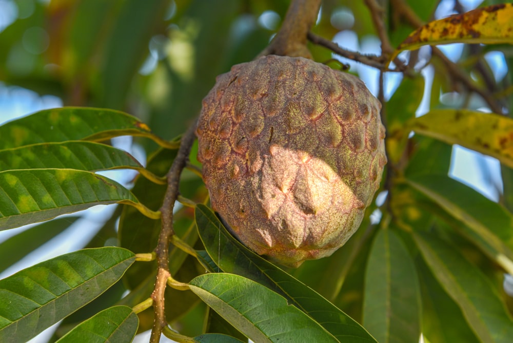 a fruit hanging from a tree with leaves