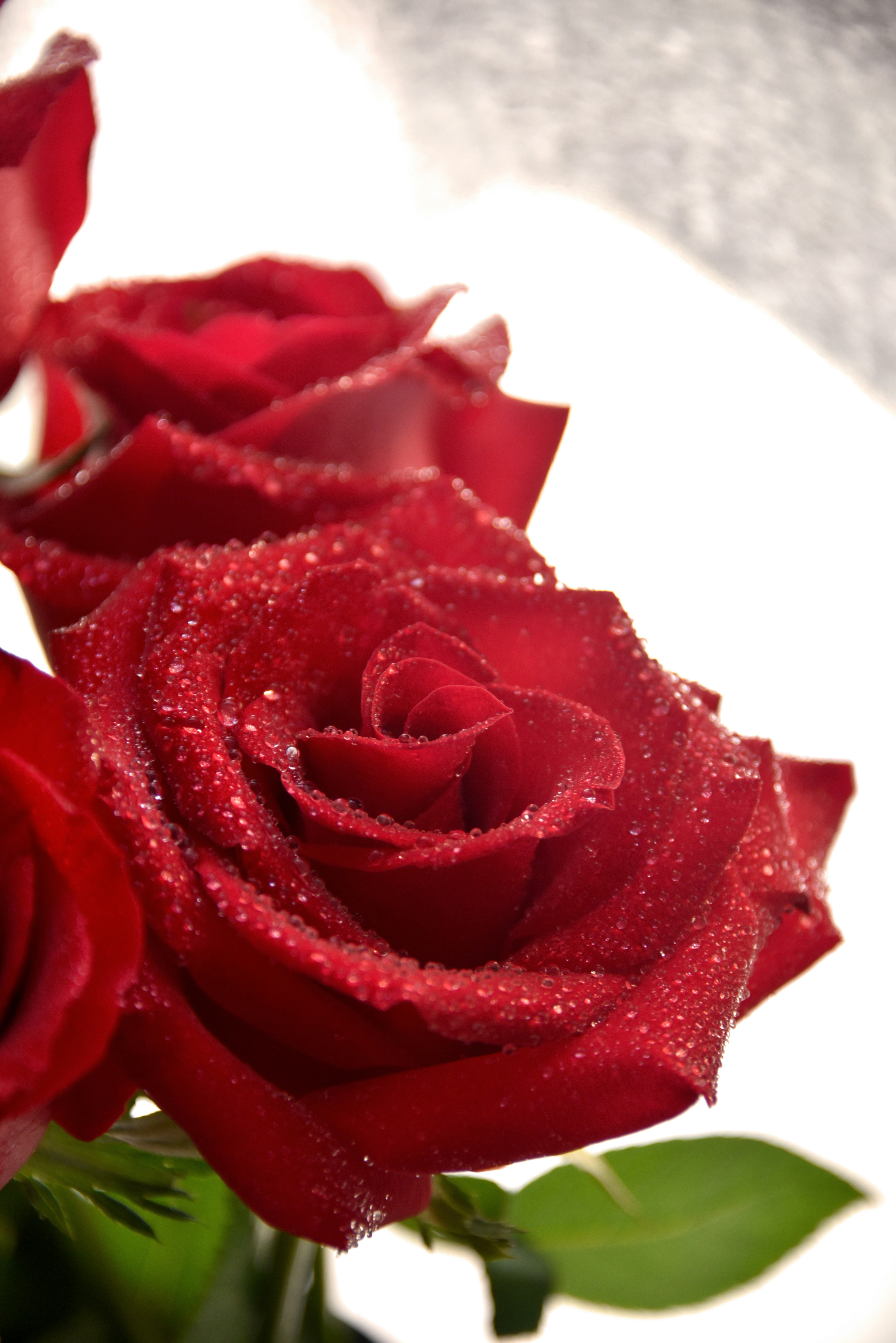 Maison et Cadeaux Élégants