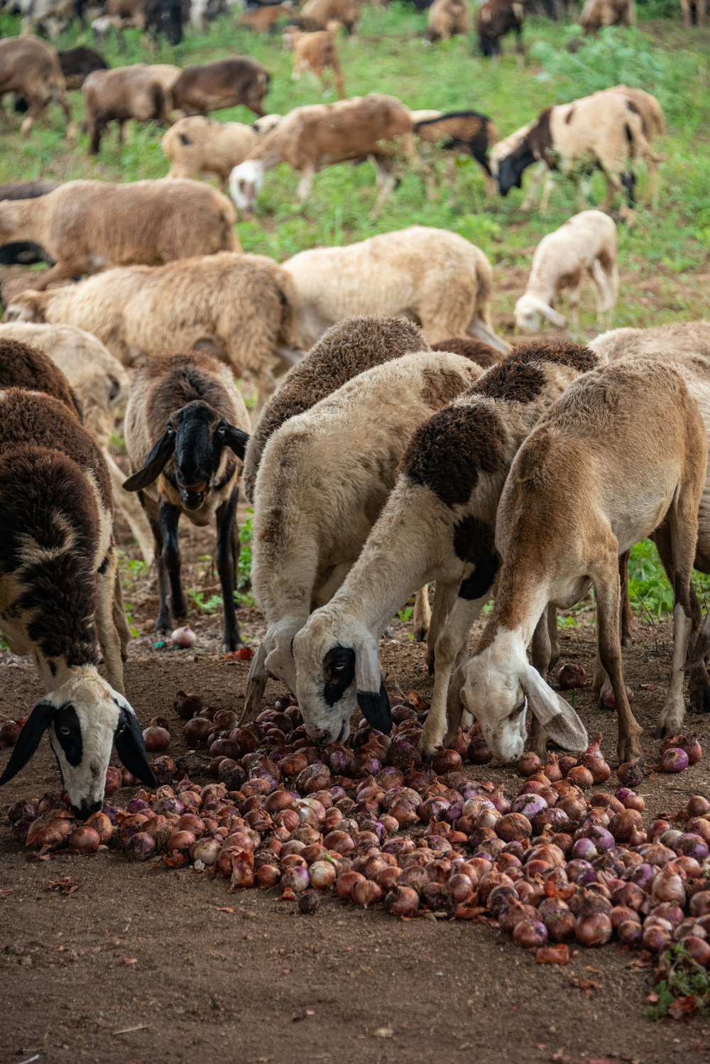 a herd of sheep grazing on a lush green field