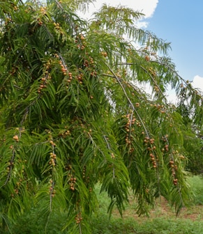 a tree filled with lots of green leaves