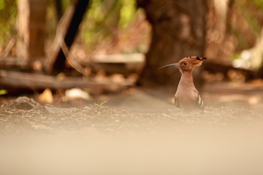 a small bird standing in the dirt near a tree