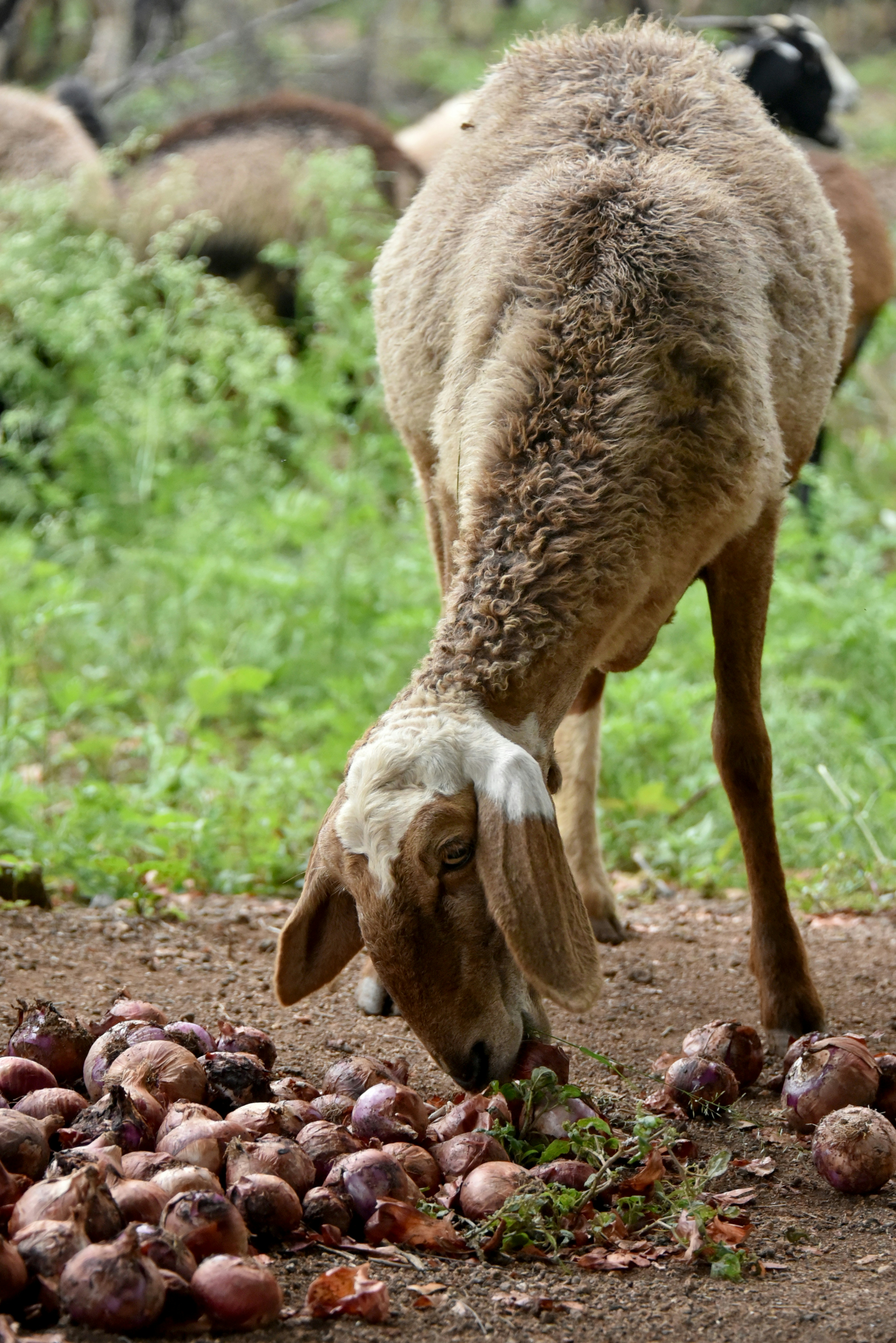 a goat eating some food on the ground