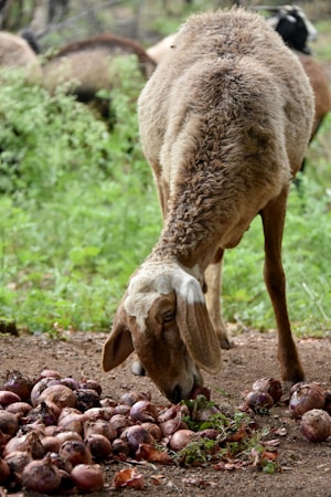 Mengenal Website Pengadaan Domba untuk Jamaah Haji Indonesia