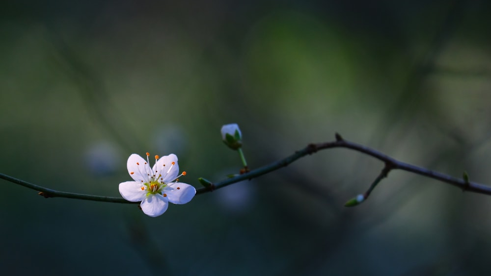 a small white flower on a tree branch