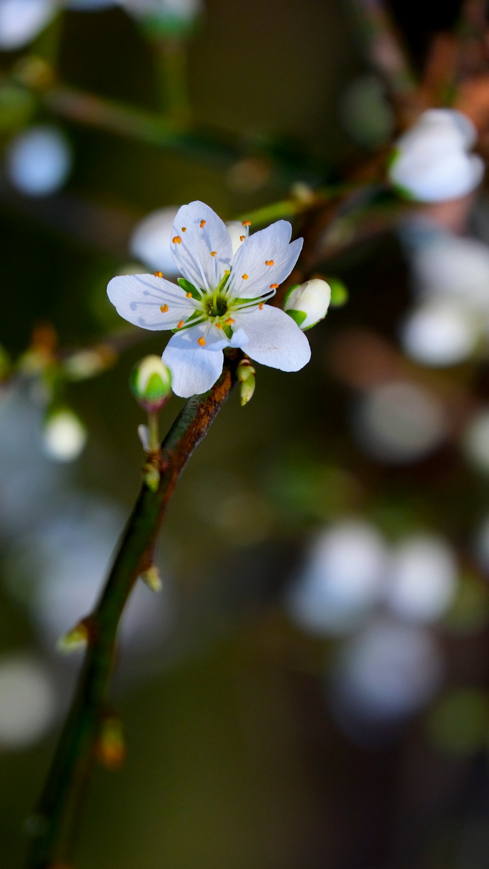 a close up of a flower on a tree branch