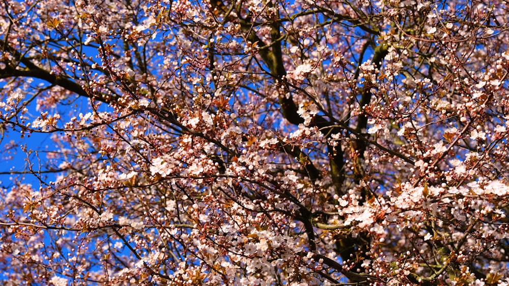 a large tree with lots of pink flowers