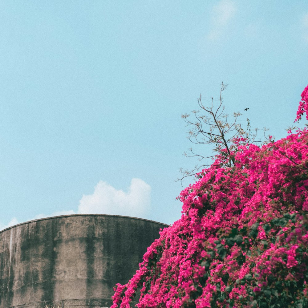 a large water tank sitting next to a tree filled with pink flowers