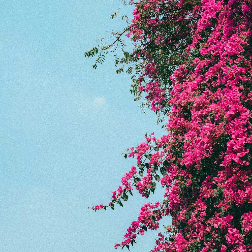 a clock tower with pink flowers on a sunny day