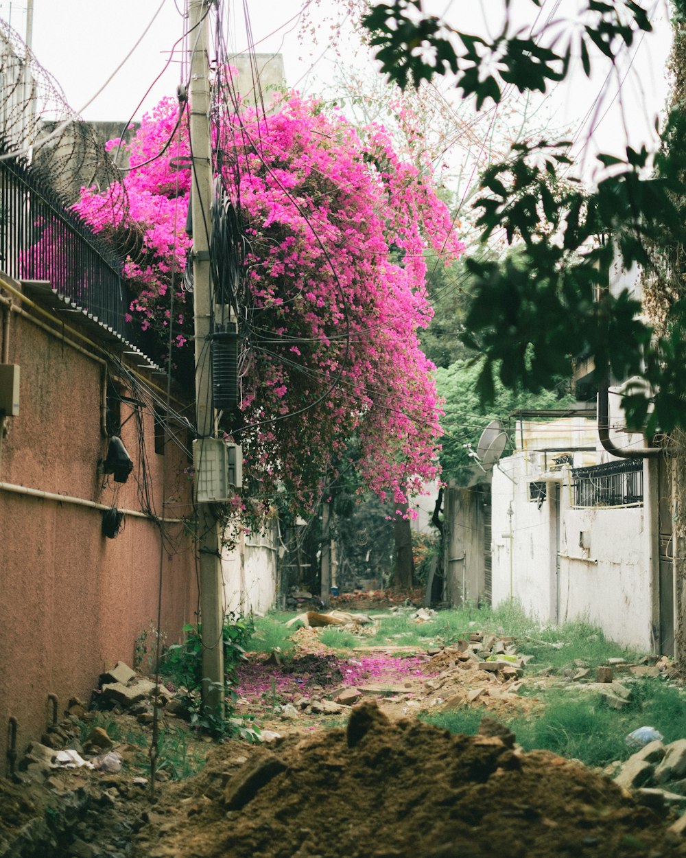 eine schmale Gasse mit rosa Blumen an den Bäumen