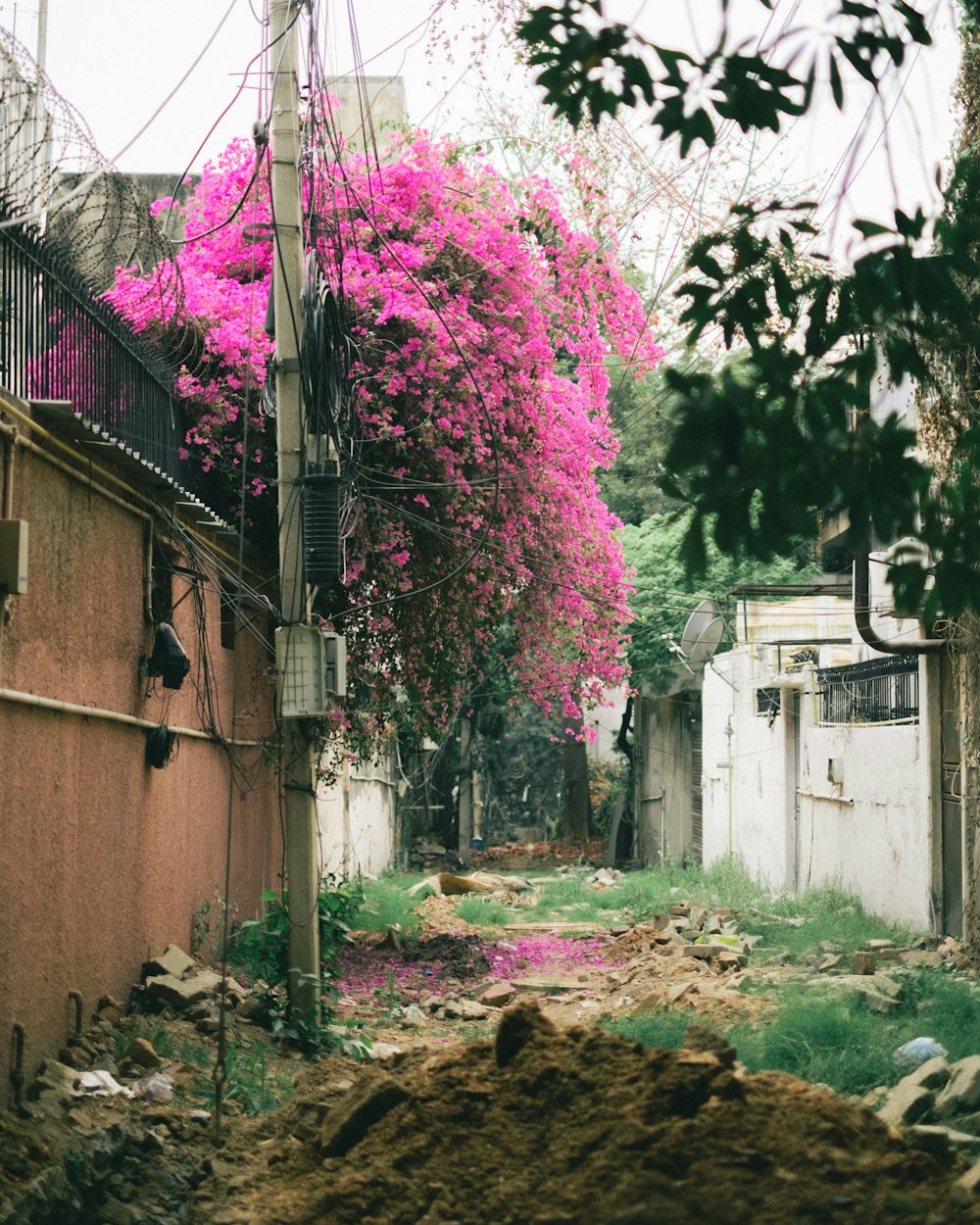 a narrow alley way with pink flowers on the trees