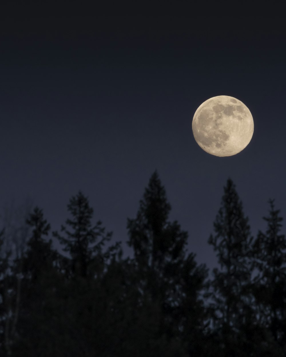 a full moon is seen above the trees