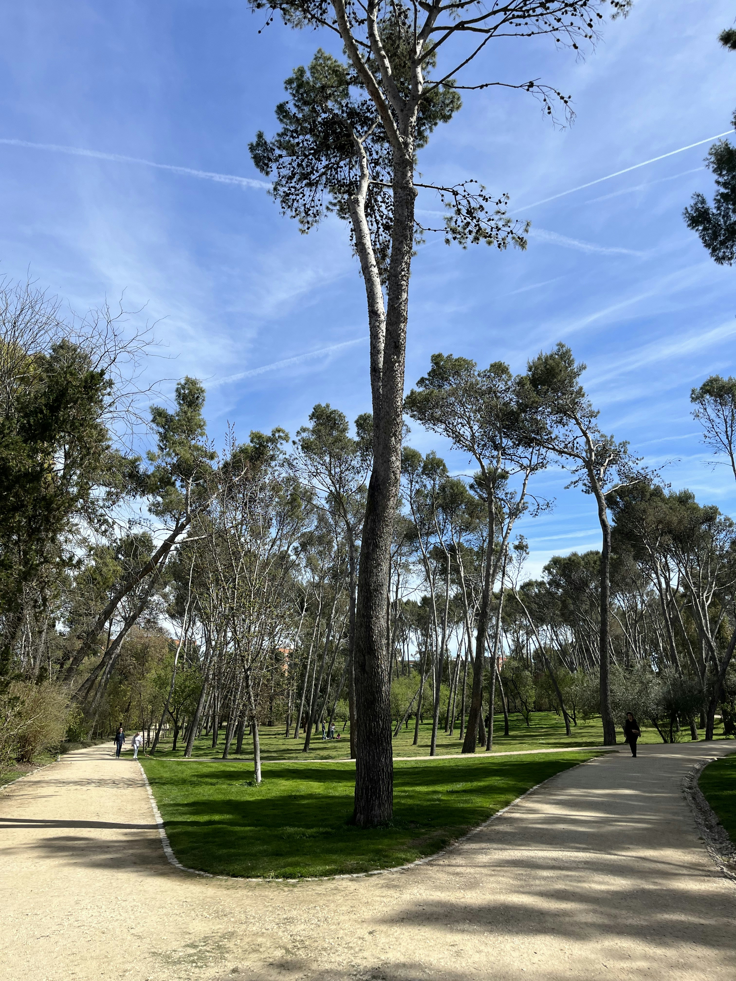 a path through a park lined with tall trees