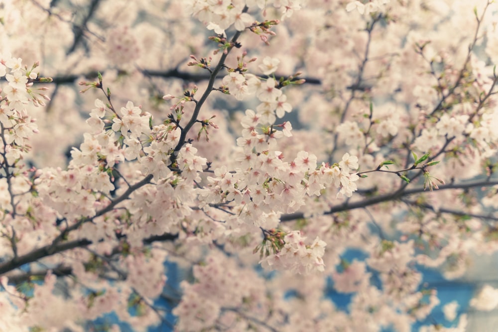 Un primer plano de un árbol con flores blancas