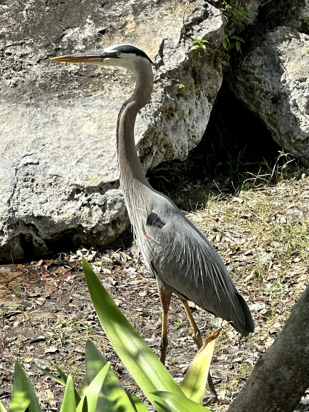 a bird with a long neck standing next to a rock